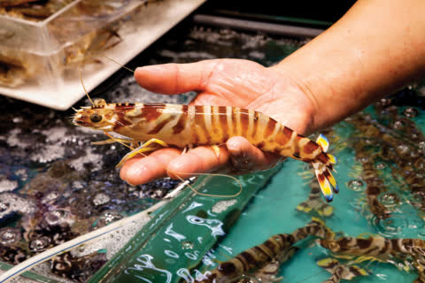 Stallholders in Link REIT fresh markets are hands-on experts in the produce they sell. Stallholders in Link REIT fresh markets are hands-on experts in the produce they sell.