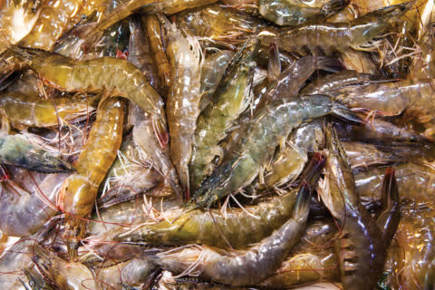 Fresh shrimps can be found in Link REIT Lok Fu Market. Fresh shrimps can be found in Link REIT Lok Fu Market.